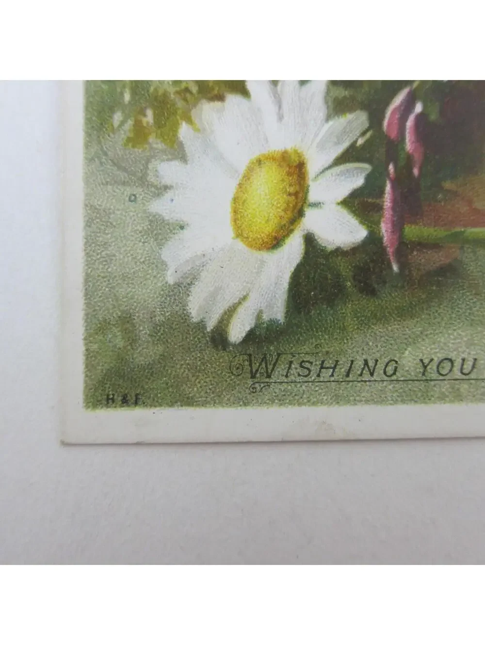 Victorian Christmas Card Hildesheimer & Faulkner Pink White Daisy Flower Antique
